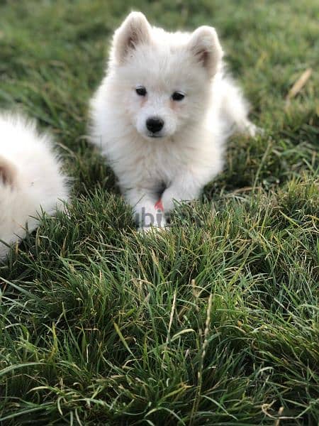 Samoyed puppies- reserve yours now 10