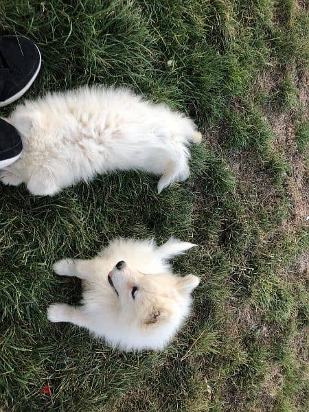 Samoyed puppies- reserve yours now 11