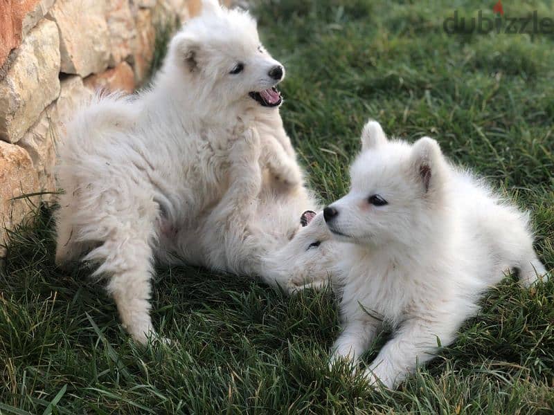 Samoyed puppies- reserve yours now 12