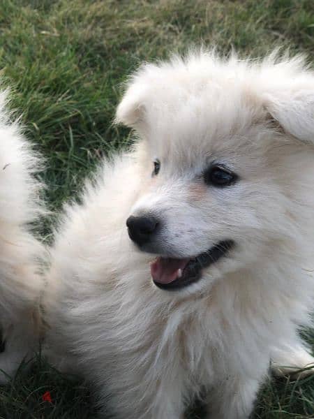 Samoyed puppies- reserve yours now 13