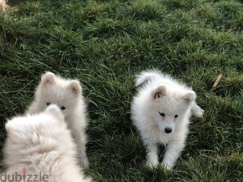 Samoyed puppies- reserve yours now 14