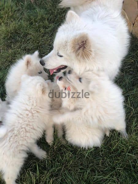 Samoyed puppies- reserve yours now 15