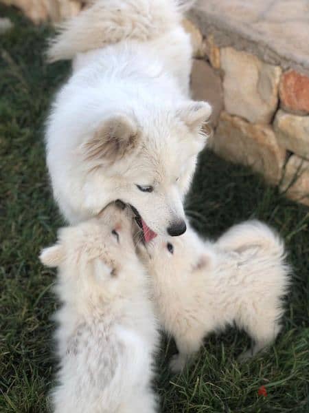 Samoyed puppies- reserve yours now 16