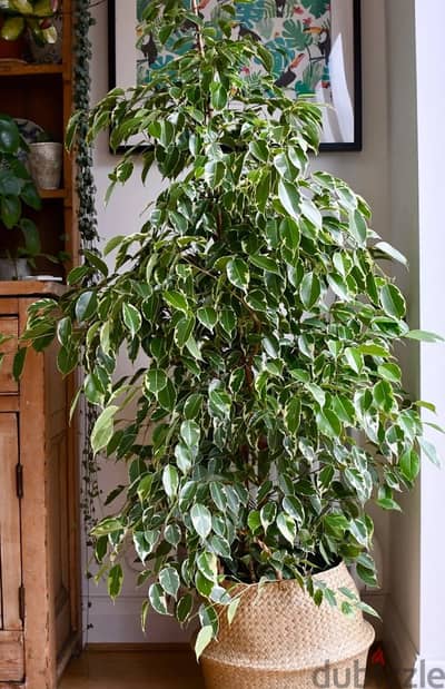 فيكس ficus