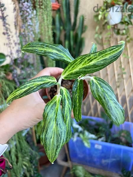 Rare Plant Aglaonema 0