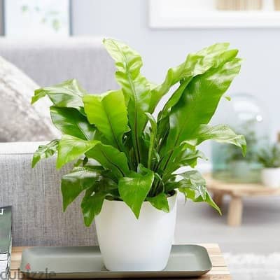 Bird's nest fern