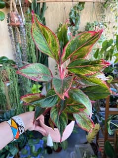 Pink Plant - Aglaonema 0