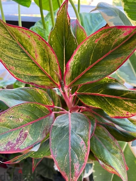 Pink Plant - Aglaonema 1