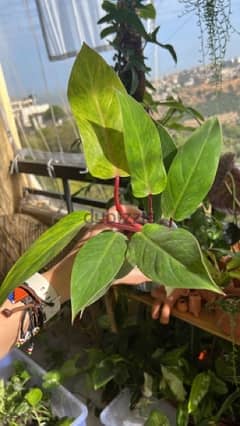 Rare Plant - Philodendron Painted Lady