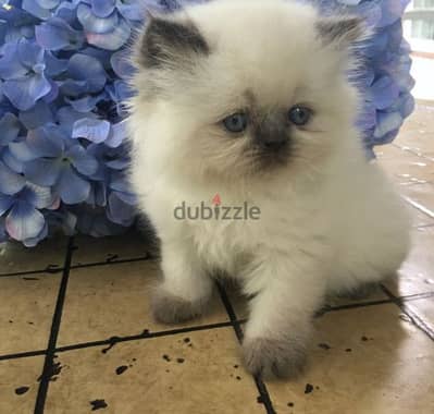 Himalayan pure kittens