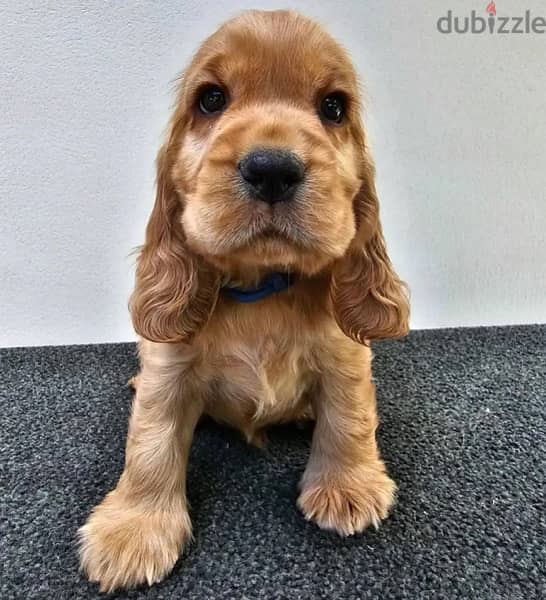 Cocker Spaniel puppy 0