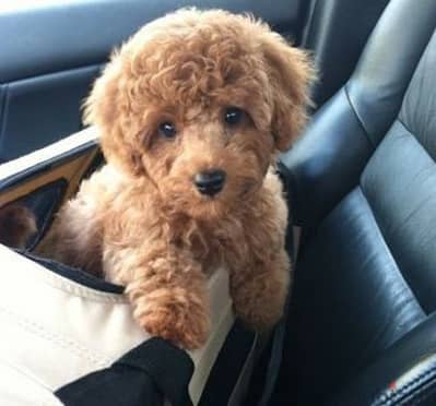 Poodle Puppies/ Dog كلاب