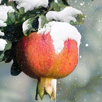 Spanish Pomegranate شجر الرمان الإسباني الفاخر