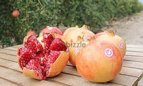 Spanish Pomegranate شجر الرمان الإسباني الفاخر 2