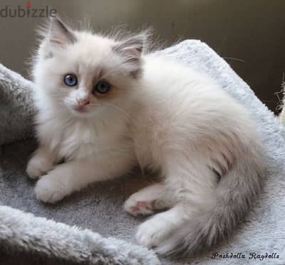 Ragdoll Kitten imported