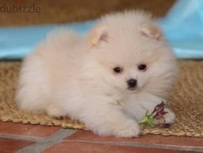 teacup Pomeranian imported