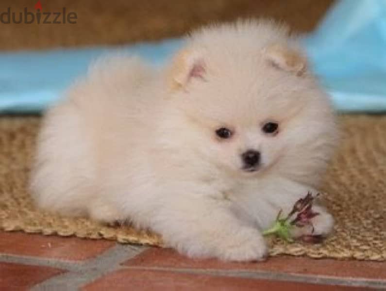 teacup Pomeranian imported 0