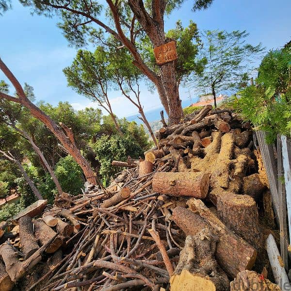 Firewood for chimney  حطب سنديان و صنوبر 1