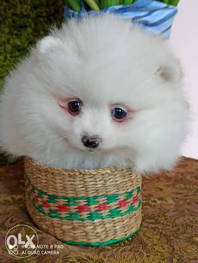 Pomerania spitz