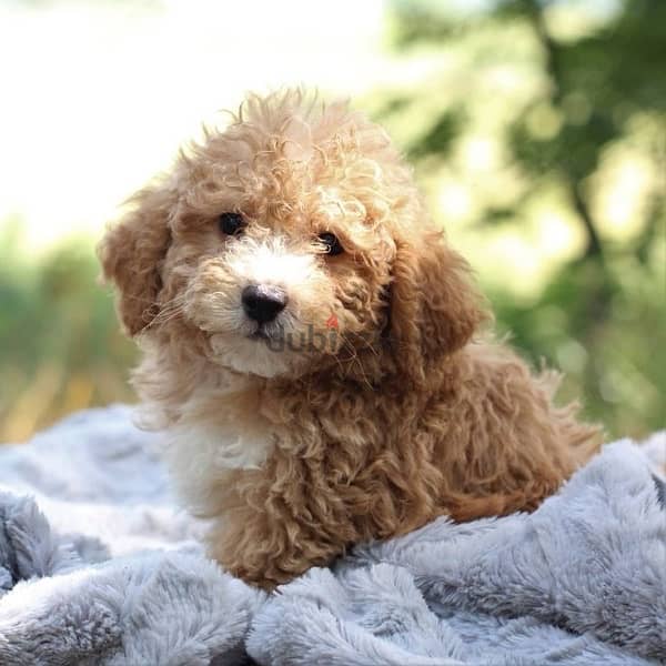 Mini Goldendoodle Imported 0