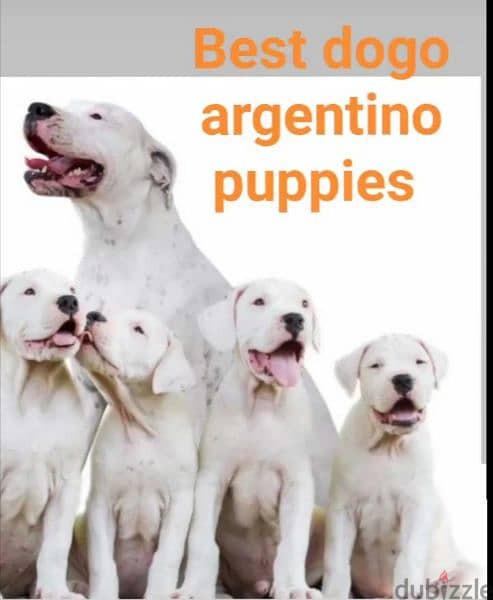 Dogo argentino puppies 1