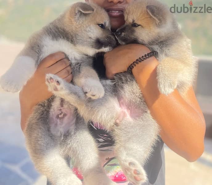 Male and female Japanese Akita puppies for sale - Dogs - 115547526