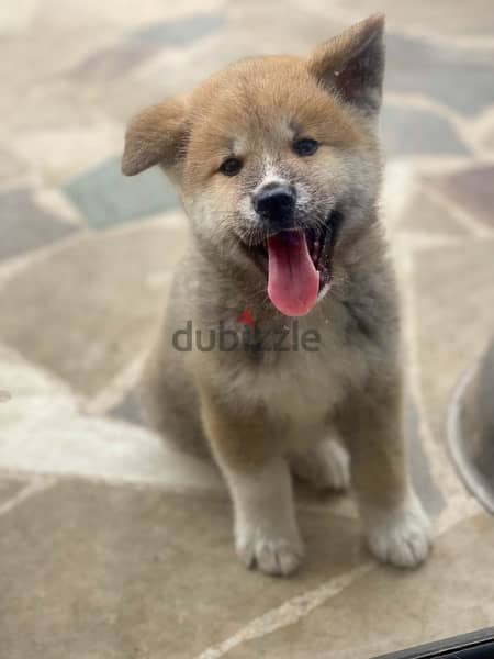 Male and female Japanese Akita puppies for sale - Dogs - 115547526