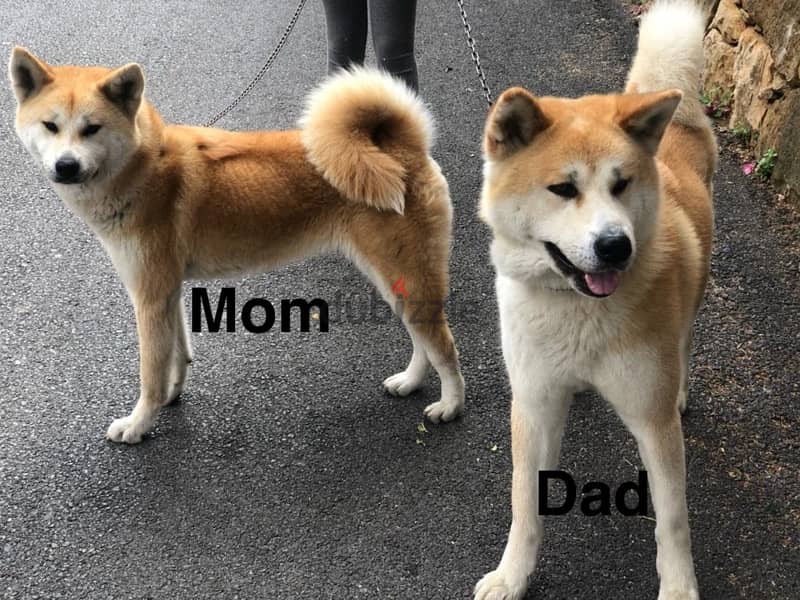 Male and female Japanese Akita puppies for sale - Dogs - 115547526