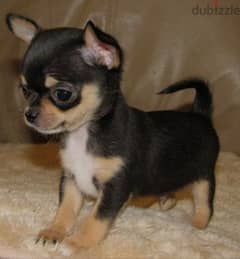 Chihuahua for sale sales olx